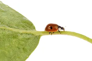 Insect Photography Studio Imprime: Ladybug on a leaflet. Red bug on the grass