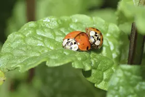 Macro Beetle Photography Imprime: Ladybug, mating, beetle, macro