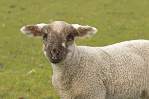 British Domestic Sheep Imprime: Lamb looking at camera, sheep willow