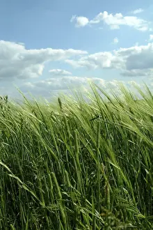 Agriculture Landscape Imprime: Landscape