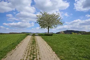 Landscape Photography Germany Imprime: Landscape, field path, cherry tree