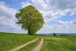 Odenwald Landscape Imprime: Landscape, meadow path, tree, clouds