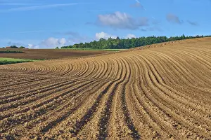 Springtime Agriculture Imprime: Landscape with potato field in spring