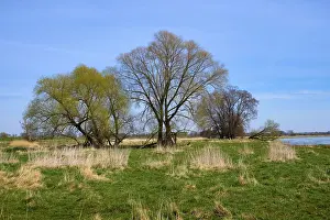 Landscape Photography Germany Imprime: Landscape on the river Oder in spring
