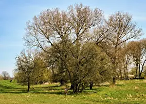 German Countryside Landscapes Imprime: Landscape on the river Oder in spring