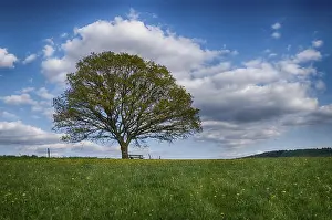 Deserted Countryside Scene Imprime: Landscape with trees in spring
