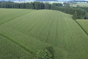 Upper Bavaria Landscape Photo Imprime: Large maize fields in Chiemgau