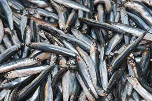 Impresiones de Gran cantidad de pescado plateado, acostados uno al lado del otro, frescos y brillantes, sardinas, mercado, Nafplio, Nauplia, Nauplion, Nafplion , Argolis , Peloponeso , Grecia Espadín Imprime: Gran cantidad de pescado plateado, yaciendo juntos.
