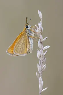 Large Skipper Butterfly Imprime: Large skipper (Ochlodes sylvanus)