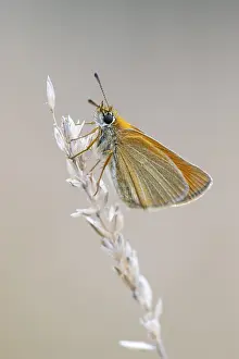 No People Natural Environment Imprime: Large skipper (Ochlodes sylvanus)