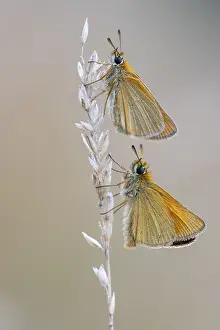 Large Skipper Butterfly Imprime: Large skipper (Ochlodes sylvanus)