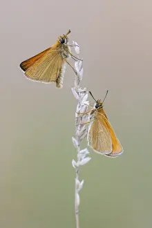 Large Skipper Butterfly Imprime: Large skipper (Ochlodes sylvanus)