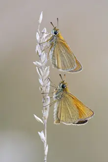 Large Skipper Butterfly Imprime: Large skipper (Ochlodes sylvanus)