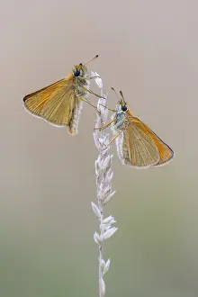 Large Skipper Butterfly Imprime: Large skipper (Ochlodes sylvanus)