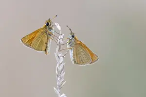 Large Skipper Butterfly Imprime: Large skipper (Ochlodes sylvanus)
