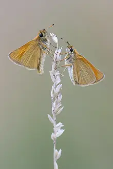 Large Skipper Butterfly Imprime: Large skipper (Ochlodes sylvanus)