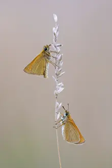 Large Skipper Butterfly Imprime: Large skipper (Ochlodes sylvanus)