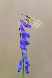 Large Skipper Butterfly Imprime: Large skipper (Ochlodes sylvanus)