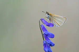 Large Skipper Butterfly Imprime: Large skipper (Ochlodes sylvanus)