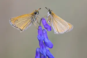 Large Skipper Butterfly Imprime: Large skipper (Ochlodes sylvanus)