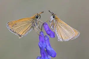 Large Skipper Butterfly Imprime: Large skipper (Ochlodes sylvanus)