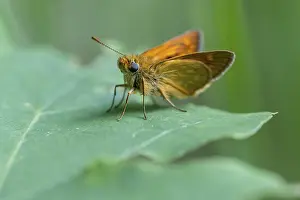 Large Skipper Butterfly Imprime: Large skipper (Ochlodes sylvanus)