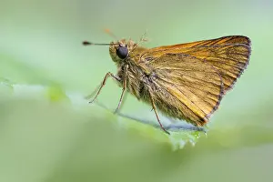Ochlodes Sylvanus Imprime: Large skipper (Ochlodes sylvanus)