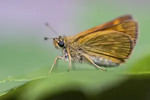 Deserted Dutch Landscape Imprime: Large skipper (Ochlodes sylvanus)