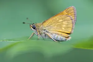 Ochlodes Sylvanus Imprime: Large skipper (Ochlodes sylvanus)