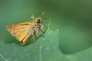 Ochlodes Sylvanus Imprime: Large skipper (Ochlodes sylvanus)