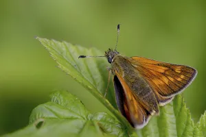 Imágenes Con fecha 11 de junio de 2024: Large skipper butterfly print