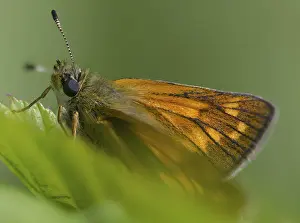 Imágenes Con fecha 11 de junio de 2024: Large skipper butterfly print