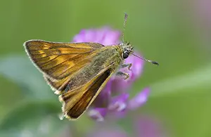 Imágenes Con fecha de 10 de junio de 2024: Large skipper butterfly print