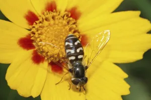 Natural Habitat Imprime: Late Large-fronted Hoverfly