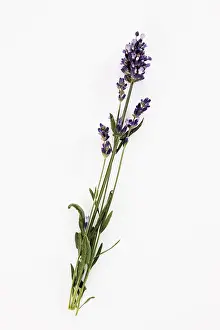 Alternative Medicine Plant Imprime: Lavender branch