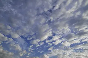 Altocumulus Clouds Imprime: Layer of fluffy clouds, altocumulus clouds