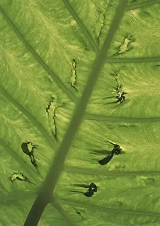 Macro Leaf Photography Imprime: Leaf