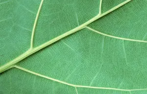 Green Plant Details Imprime: Leaf detail