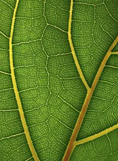 Geometric Floral Decoration Imprime: Leaf detail