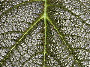 Close Up Plant Detail Imprime: Leaf detail