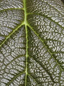 No People Close Up Shot Imprime: Leaf detail