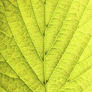 Deserted Tree Environment Imprime: Leaf background very close up for design