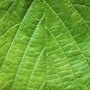 Deserted Tree Environment Imprime: Leaf background very close up for design