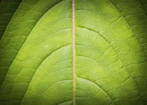 Macro Photography Imprime: Leaf background and texture low key macro