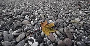 Colorful Autumn Leaf Imprime: Leaf on the beach