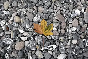 Colourful Autumn Leaves Imprime: Leaf on the beach