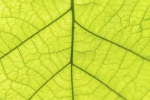 Close Up Leaf View Imprime: Leaf from below, leaf structure, detail view