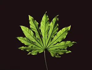 Studio Plant Photography Imprime: Leaf in front of a black backdrop