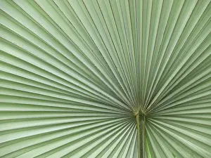 Leaf Structure Imprime: Leaf, leaf structure, leaf structures