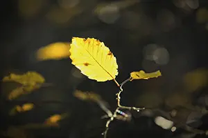 Atmospheric Backlight Shots Imprime: Leaf against the light
